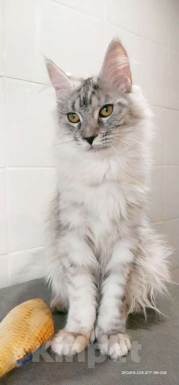 Кошки в Челябинске: Девочка Мейн-Кун Полидакт  Девочка, Бесплатно - фото 4