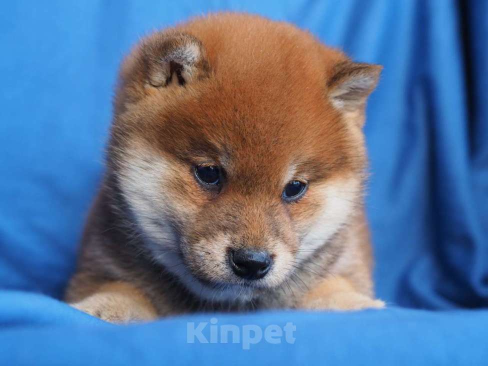 Собаки в Москве: Шиба ину щенки Мальчик, Бесплатно - фото 2