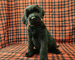 Собаки в Казани: Породистые щенки Ризеншнауцера Мальчик, Бесплатно - фото 4