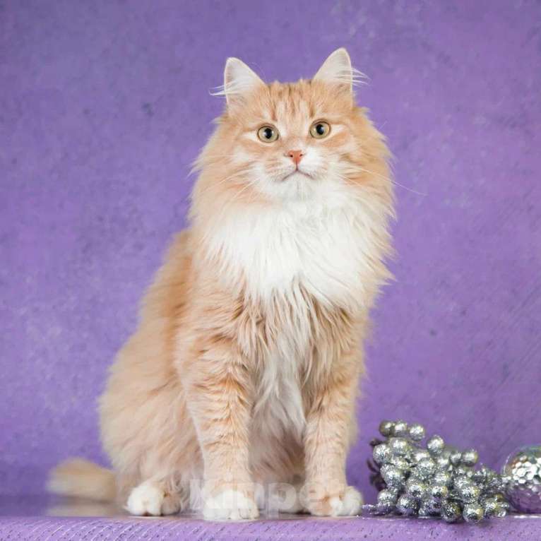 Кошки в Москве: Пушистый рыжий кот Ханни в добрые руки Мальчик, 1 руб. - фото 4