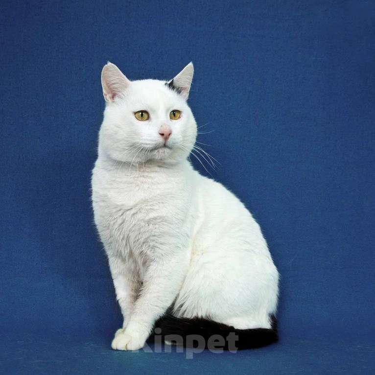 Кошки в Москве: кот Беляшик ищет дом Мальчик, Бесплатно - фото 3