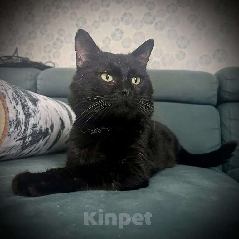 Кошки в Москве: Мартин в добрые руки Мальчик, Бесплатно - фото 1