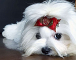 Собаки в Зеленограде: Мальтезе РКФ  Мальчик, 60 000 руб. - фото 1