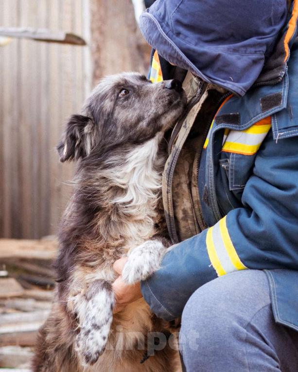 Собаки в Москве: Метис бордер-колли. Агата, 5 лет Девочка, Бесплатно - фото 9