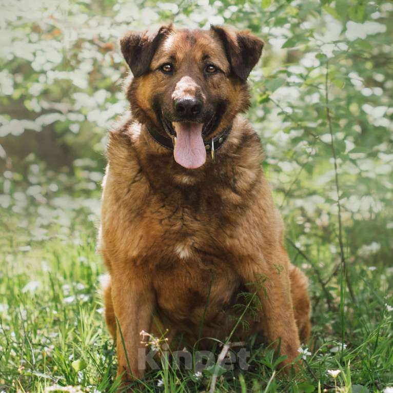 Собаки в Москве: Питер Мальчик, Бесплатно - фото 3