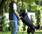 Собаки в Москве: Добрейшая собака ищет дом Девочка, 10 руб. - фото 6