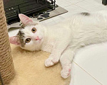 Кошки в Москве: Добрейший котенок Ландыш ищет дом Мальчик, Бесплатно - фото 1