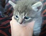 Кошки в Сочи: Отдам котят в добрые руки, 1 руб. - фото 5
