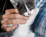 Кошки в Москве: 🐱Ищем семью для котёнка, возраст около 3 месяцев! Девочка, 100 руб. - фото 2
