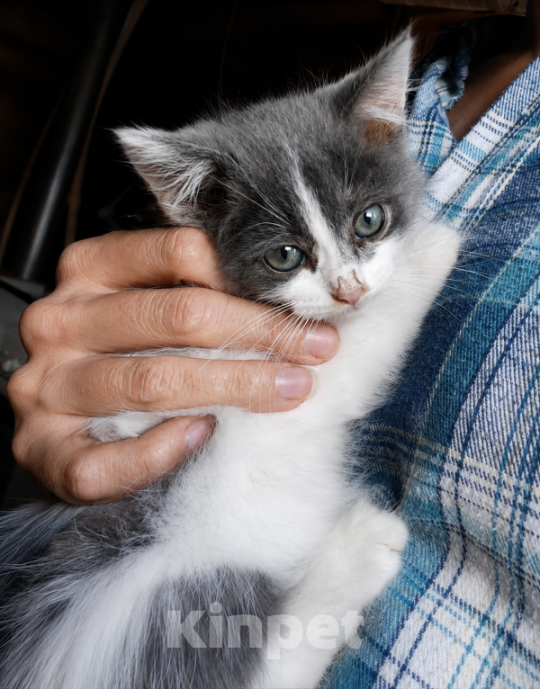 Кошки в Москве: 🐱Ищем семью для котёнка, возраст около 3 месяцев! Девочка, 100 руб. - фото 2