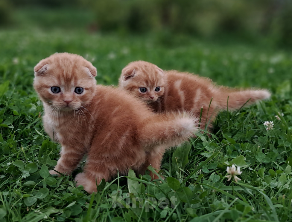 Кошки в Санкт-Петербурге: Шотландские котята Мальчик, 50 000 руб. - фото 1