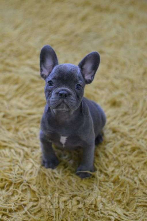 Собаки в Москве: Красивые голубые девочки Девочка, 90 000 руб. - фото 2