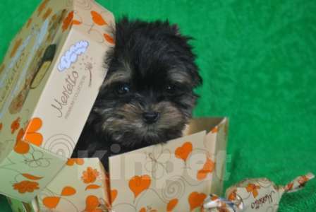 Собаки в Москве:  йорк мальчик, доставка Мальчик, 25 000 руб. - фото 3