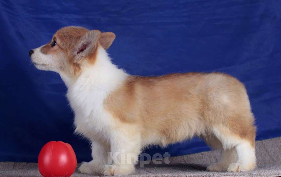 Собаки в Москве: вельш корги пемброк щенки от Интерчемпиона Девочка, 70 000 руб. - фото 4