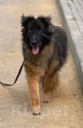 Собаки в Москве: Слепой Дейл  Мальчик, Бесплатно - фото 2