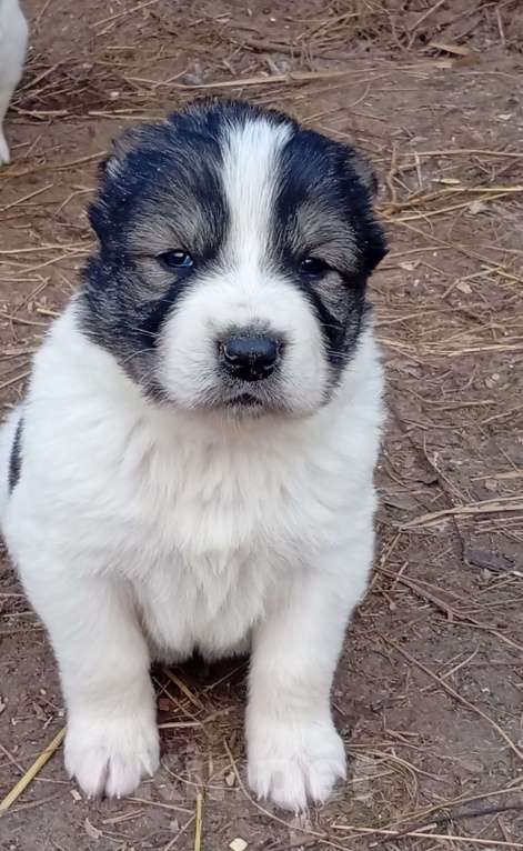 Собаки в Печоре: Девочка САО Девочка, 40 000 руб. - фото 1