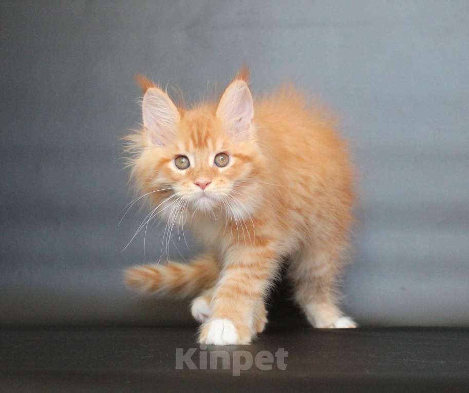 Кошки в Екатеринбурге: Дионис рыжуня мальчик Мальчик, 50 000 руб. - фото 1