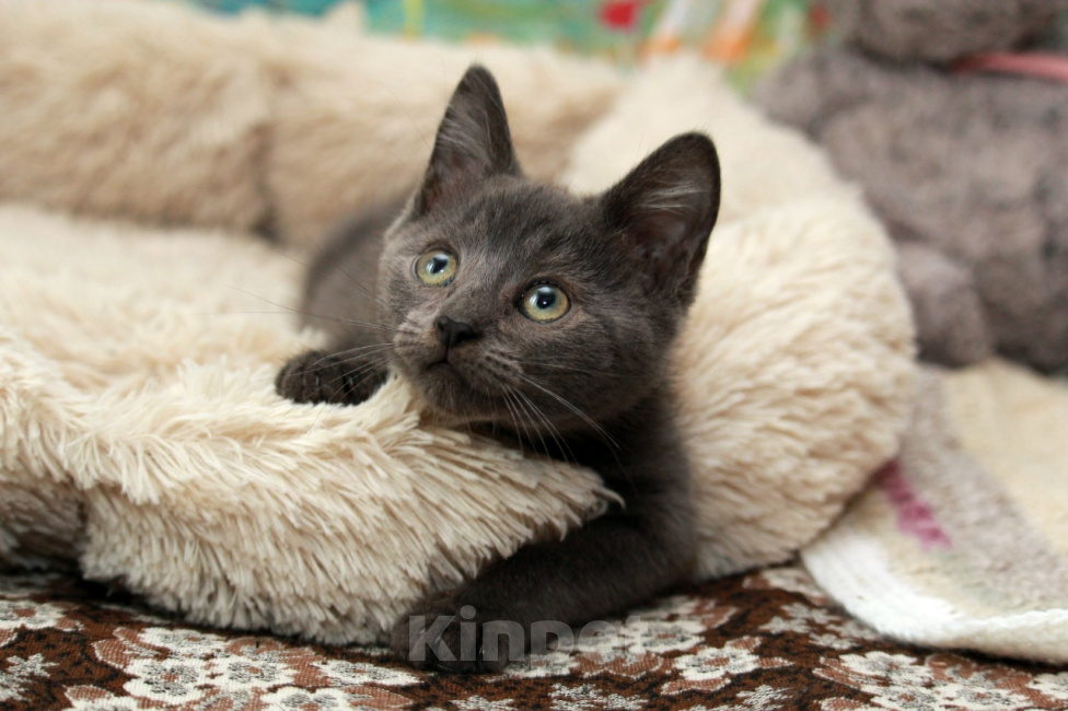 Кошки в Калуге: Синди-Синдерелла, пепельная малышка. Котенок в добрые руки. Девочка, Бесплатно - фото 6