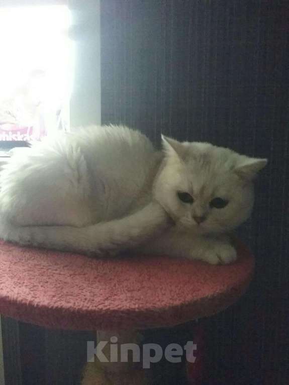 Кошки в Кингисеппе: Британский молодой кот, 35 000 руб. - фото 1