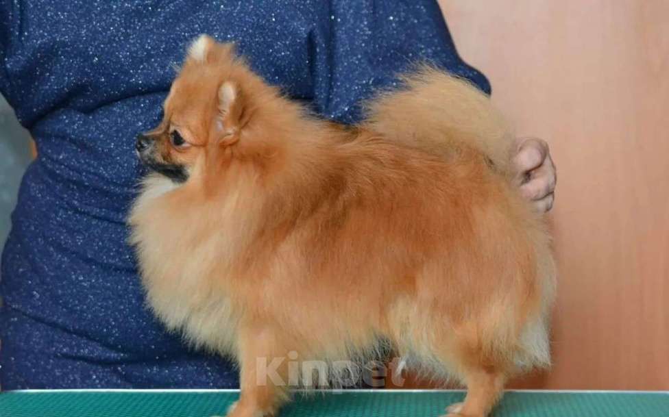 Собаки в Самаре: Вязка с померанским шпицом, 1 руб. - фото 2