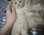 Кошки в Владивостоке: Котенок от метиса сиамки Мальчик, Бесплатно - фото 3
