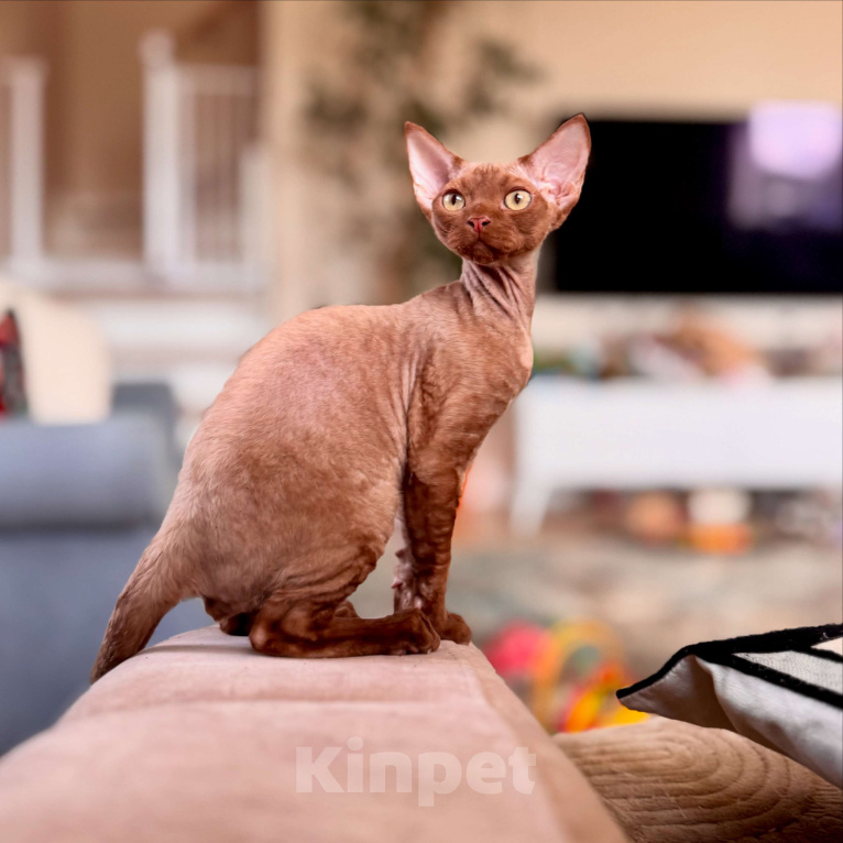 Кошки в Москве: Мальчик шоколадный Quick  Мальчик, 50 000 руб. - фото 4