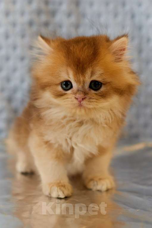Кошки в Челябинске: Мальчик Золотая шиншилла ny 12 Мальчик, 80 000 руб. - фото 7