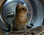 Кошки в Санкт-Петербурге: Отдам в добрые руки породистого кота Мальчик, Бесплатно - фото 1