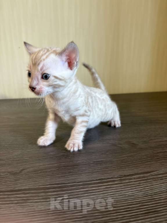 Кошки в Екатеринбурге: Бенгальские чистокровные котята с документами Мальчик, 10 000 руб. - фото 2