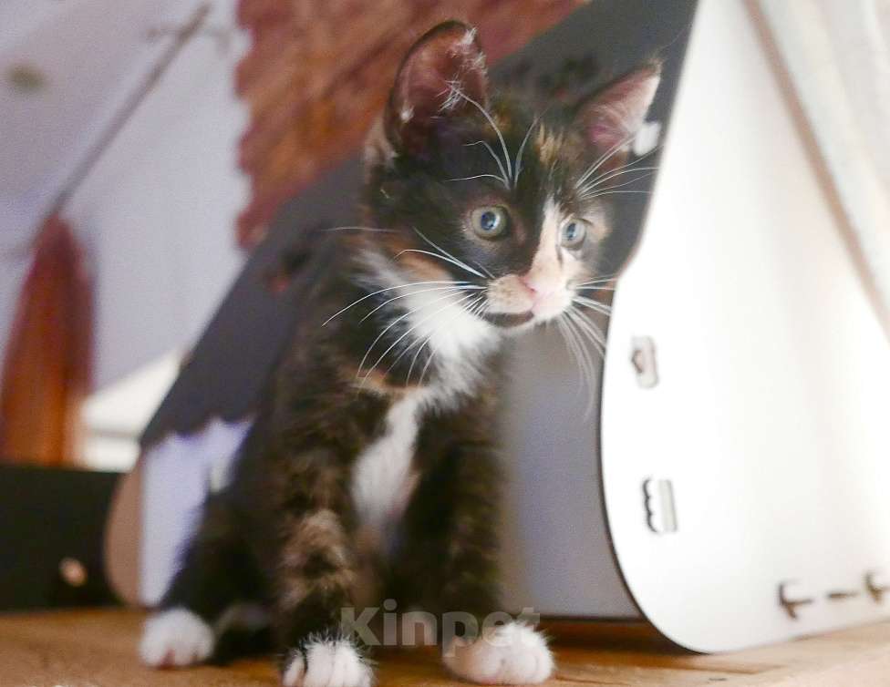 Кошки в Красногорске: Трехцветка Бусечка Девочка, 50 руб. - фото 7