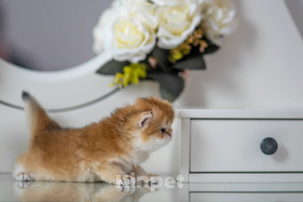 Кошки в Балашихе: Британская девочка Булочка Девочка, 75 000 руб. - фото 3