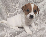 Собаки в других городах Московской области: Джек Рассел терьер щенок  Мальчик, 40 000 руб. - фото 1