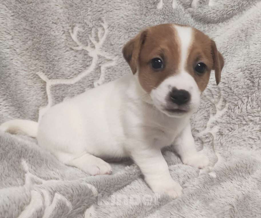 Собаки в других городах Московской области: Джек Рассел терьер щенок  Мальчик, 40 000 руб. - фото 1
