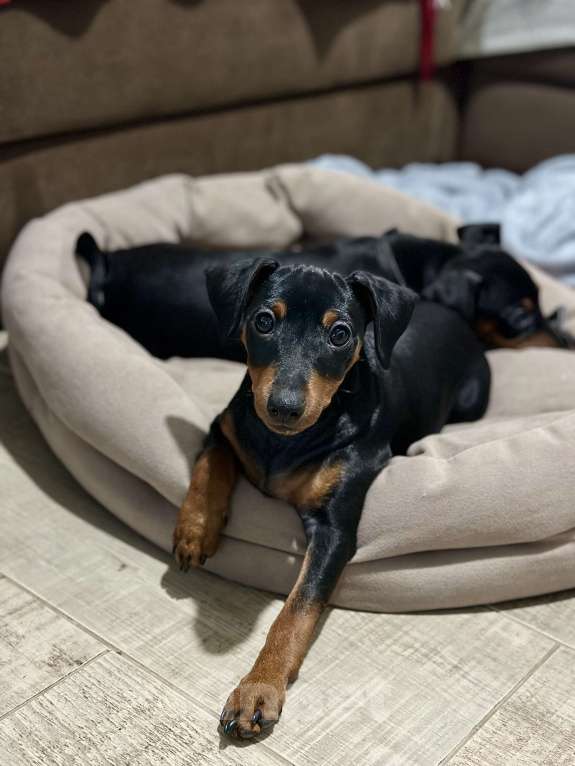 Собаки в Ставрополе: Щенок Цвергпинчер  Девочка, 35 000 руб. - фото 2