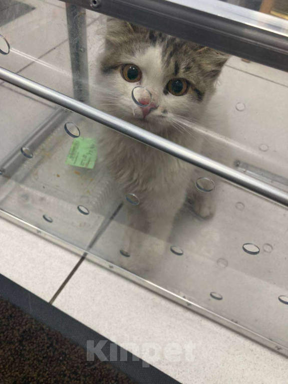 Кошки в Москве: Кася. Кассандра. Кассиопея! Девочка, Бесплатно - фото 6