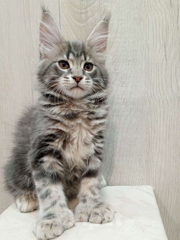 Кошки в Красноярске: Евита полидакт Девочка, 70 000 руб. - фото 2