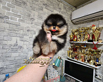 Собаки в Москве: Курносый мальчик померанского шпица  медвежонок Мальчик, Бесплатно - фото 2
