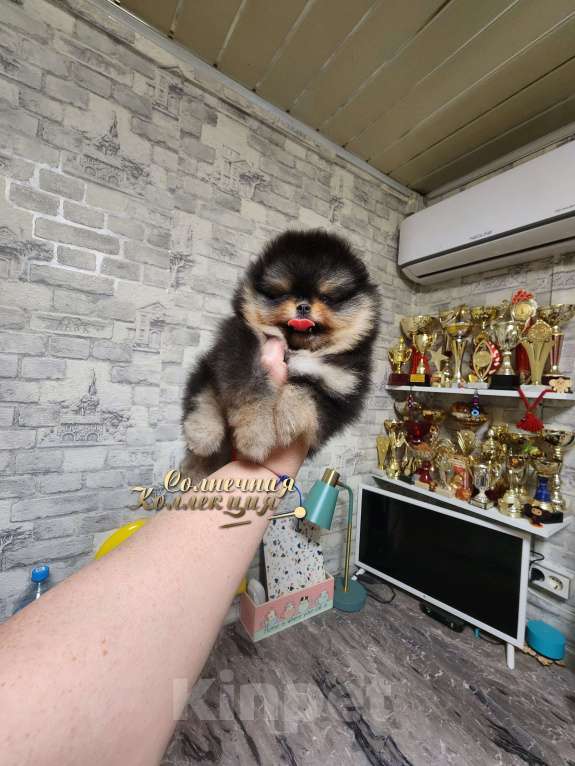 Собаки в Москве: Курносый мальчик померанского шпица  медвежонок Мальчик, Бесплатно - фото 2