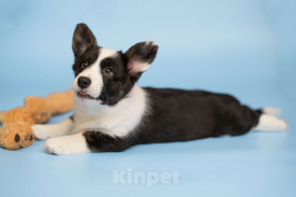 Собаки в Санкт-Петербурге: Щенок Вельш Корги Кардиган  Девочка, Бесплатно - фото 4