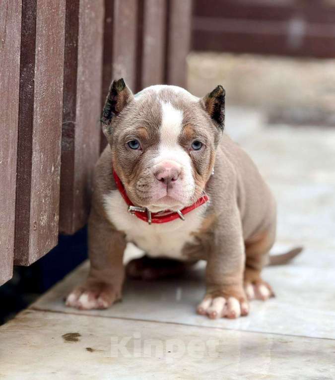Собаки в других городах Московской области: Американский Булли щенок  Девочка, 130 000 руб. - фото 1