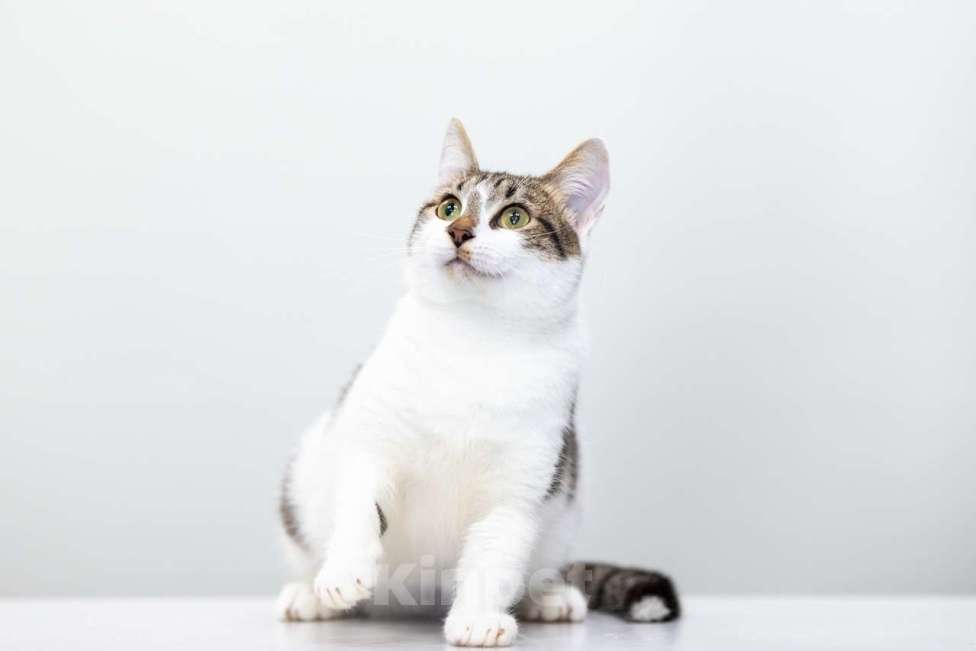 Кошки в Москве: Поппи Девочка, Бесплатно - фото 4