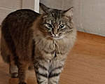 Кошки в Красноярске: Красивый котик Мальчик, 1 руб. - фото 2
