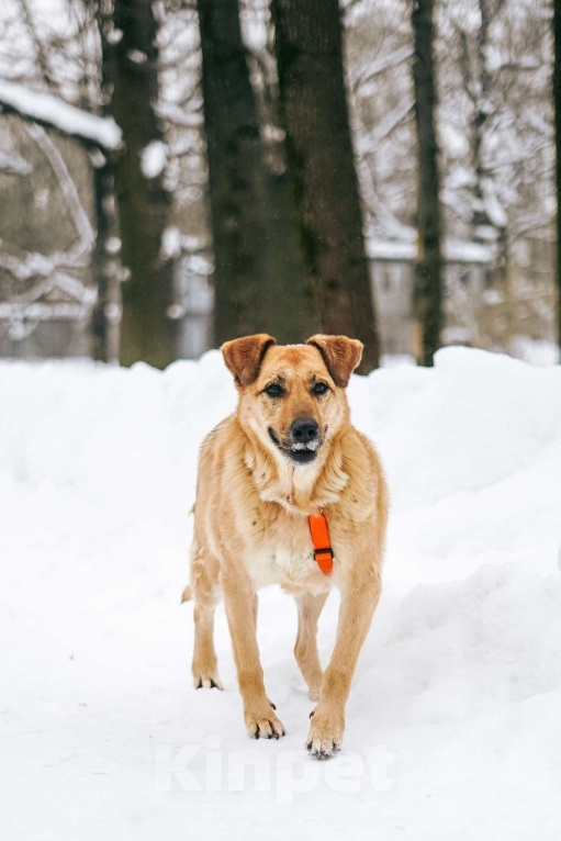 Собаки в Москве: Лесси ищет дом Девочка, Бесплатно - фото 8