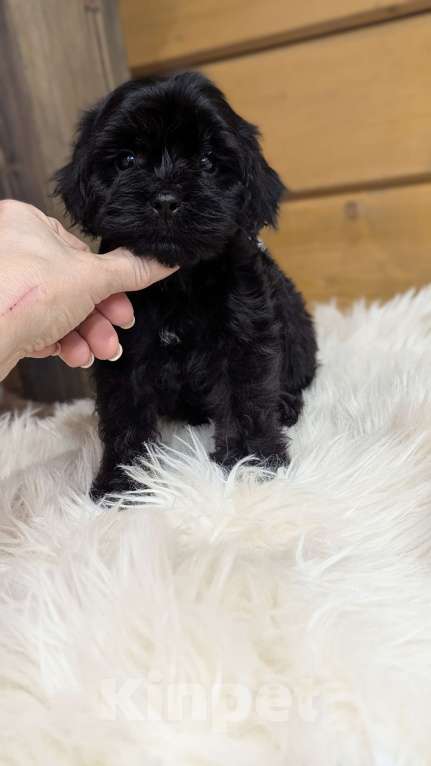 Собаки в Москве: Мальчик мальтипу Мальчик, 50 000 руб. - фото 1