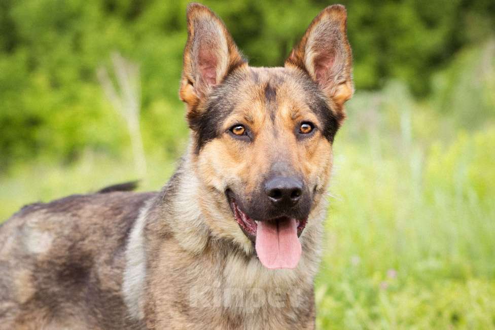 Собаки в Москве: Гоша, метис овчарки, молодой контактный мальчик Мальчик, Бесплатно - фото 4