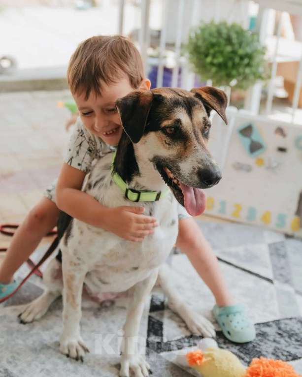 Собаки в Люберцах: Джулия ищет семью Девочка, Бесплатно - фото 2