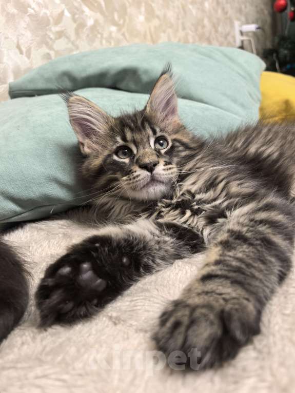 Кошки в Санкт-Петербурге: Мейн кун котята Мальчик, Бесплатно - фото 4