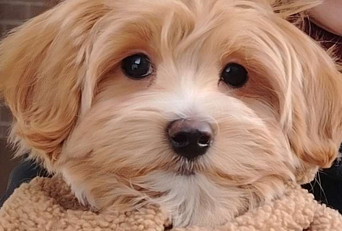 Мальтипу Буба