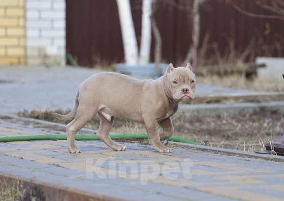 Собаки в Волгодонске: Американский булли Мальчик, 30 000 руб. - фото 2