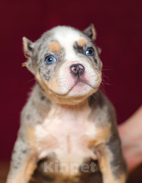 Собаки в Обнинске: Девочка булли голубой триколор мерле Девочка, 200 000 руб. - фото 3